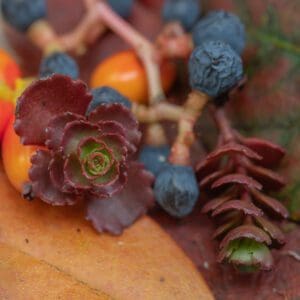 Bill Schahfer Still Life with Sedum and Wild Grapes Photography 12x12 150