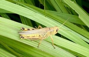 Laurie Kopack Yellow Grasshopper Photography 12x12 200