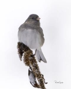 Roberta Grondin Dark-eyed_Junco Photography on Metal 8x10 200