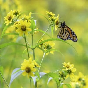 Roberta Grondin Summer_Beauty Photography on Metal_8x8 175