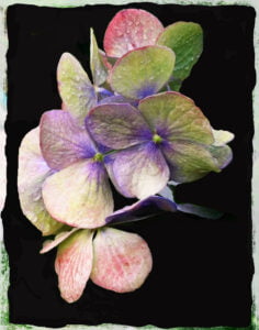 MatrukaSherman PorchHydrangeas Photography 16x20