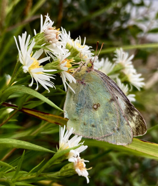 Kopack Eastern Pale Clouded butterfly