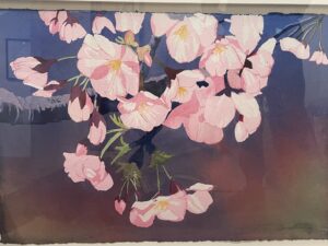 Cherry Blossoms