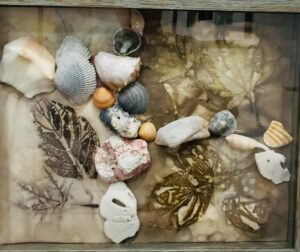 Seashells & Ecoleaves
