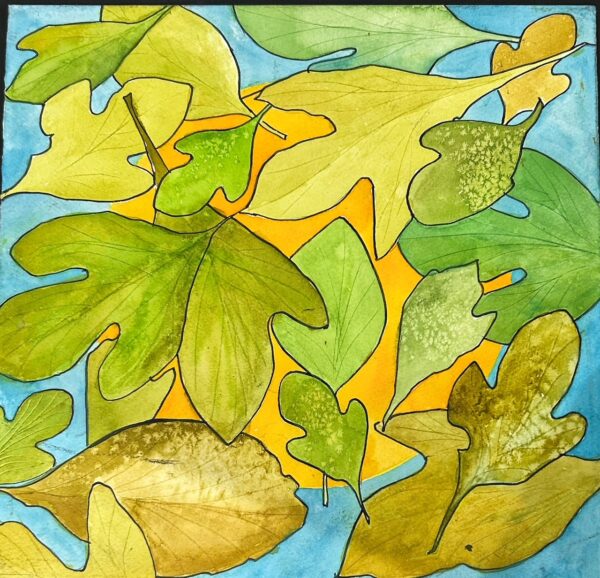 Sassafras