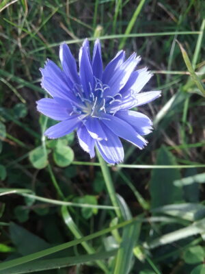 Medwed Posing Periwinkle