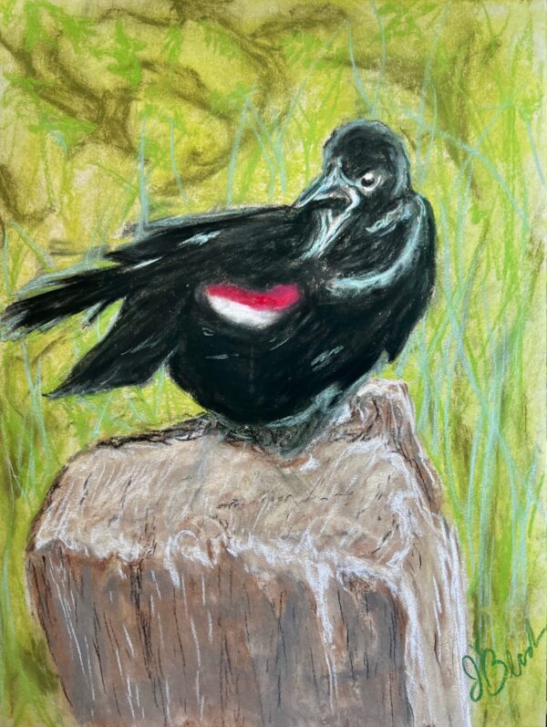 Red Winged Blackbird