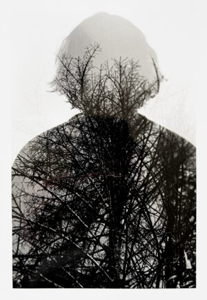 Fike Justice of the Trees