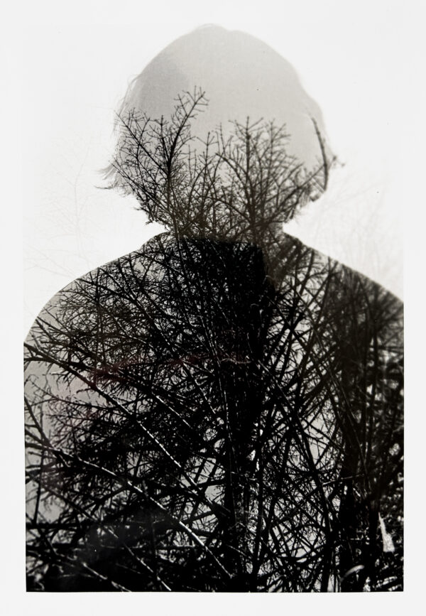 Fike Justice of the Trees