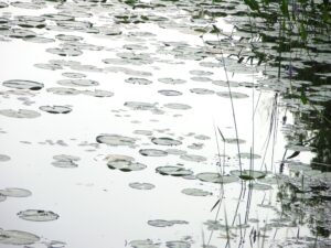 Brown, Stillness