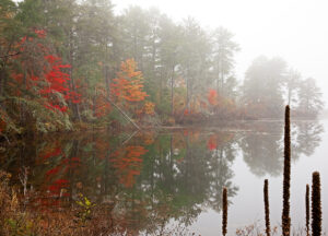 Youngert Foggy Morning