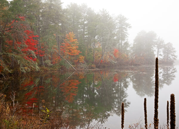 Youngert Foggy Morning
