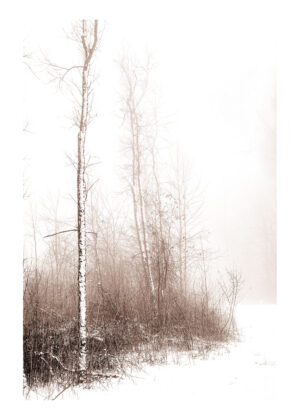 Ryan Tree Line
