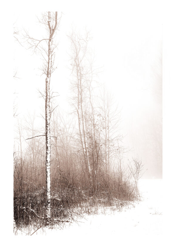 Ryan Tree Line