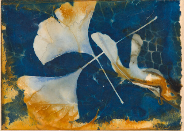 Lee - Blue Ginkgo