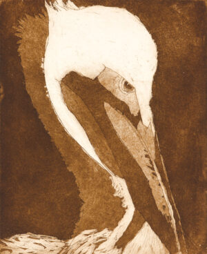 Foster - Prudish Pelican