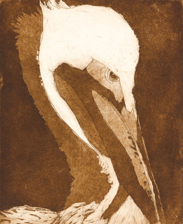 Foster - Prudish Pelican