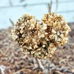 Shadow of it's Former Self