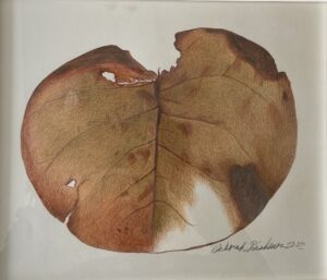 Brown sea grape leaf