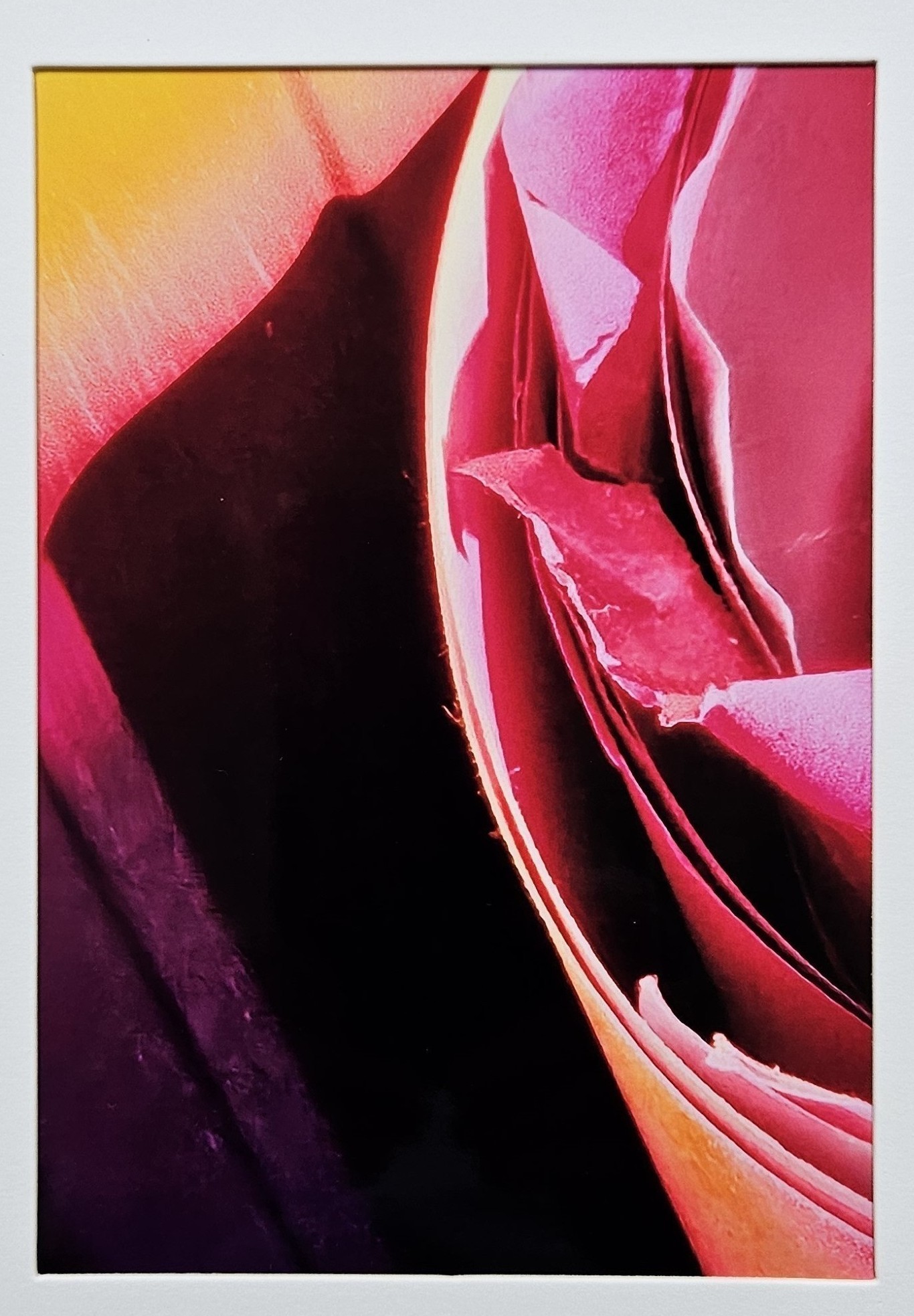 Baltzellmceneaneycheri Pinks