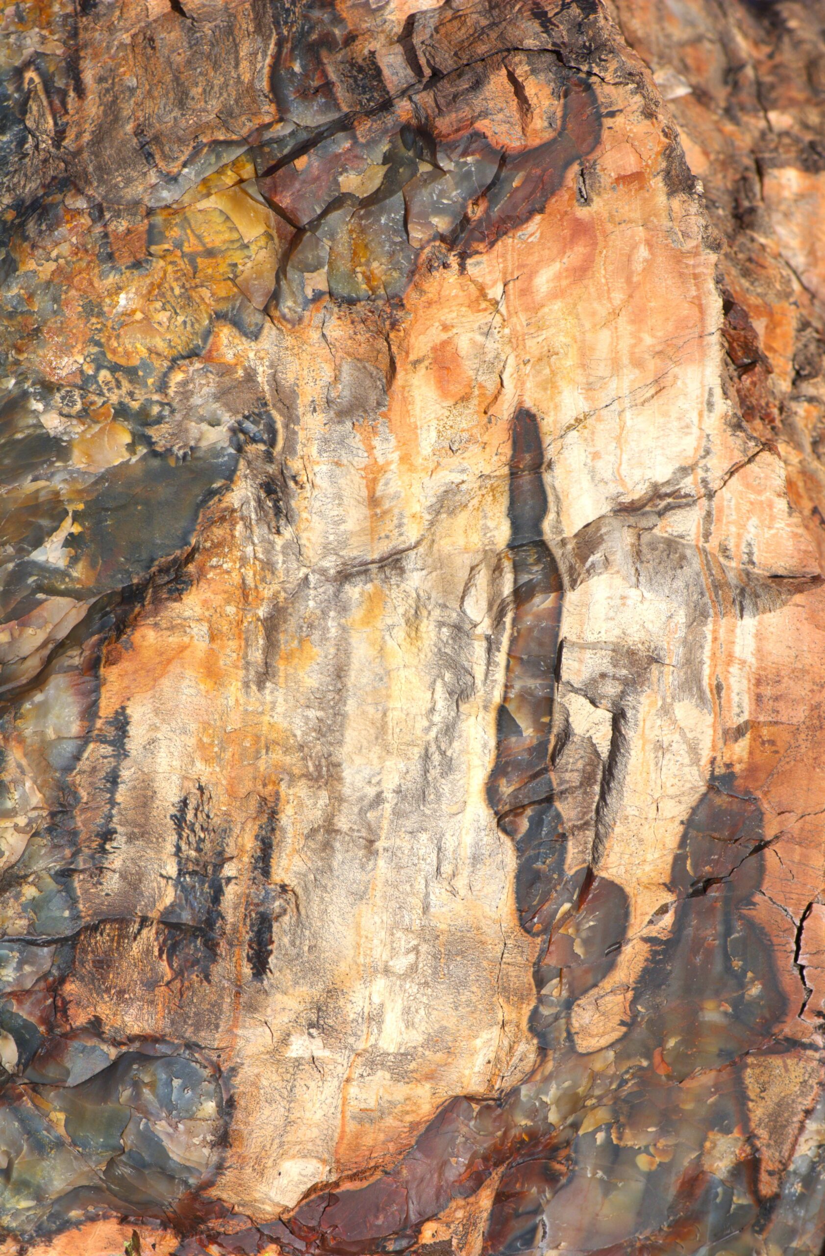 Boc Chidestercheryl Petrified Scaled