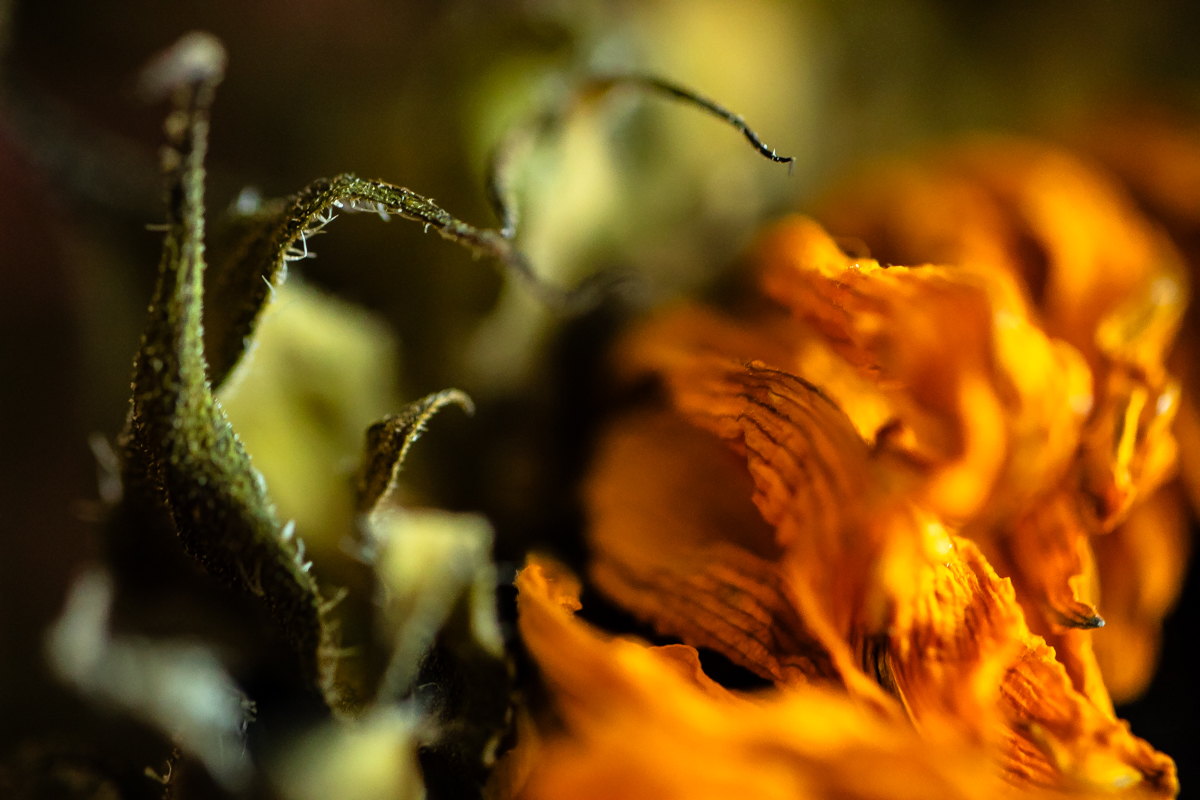 Jendrusinanicole Afterlife