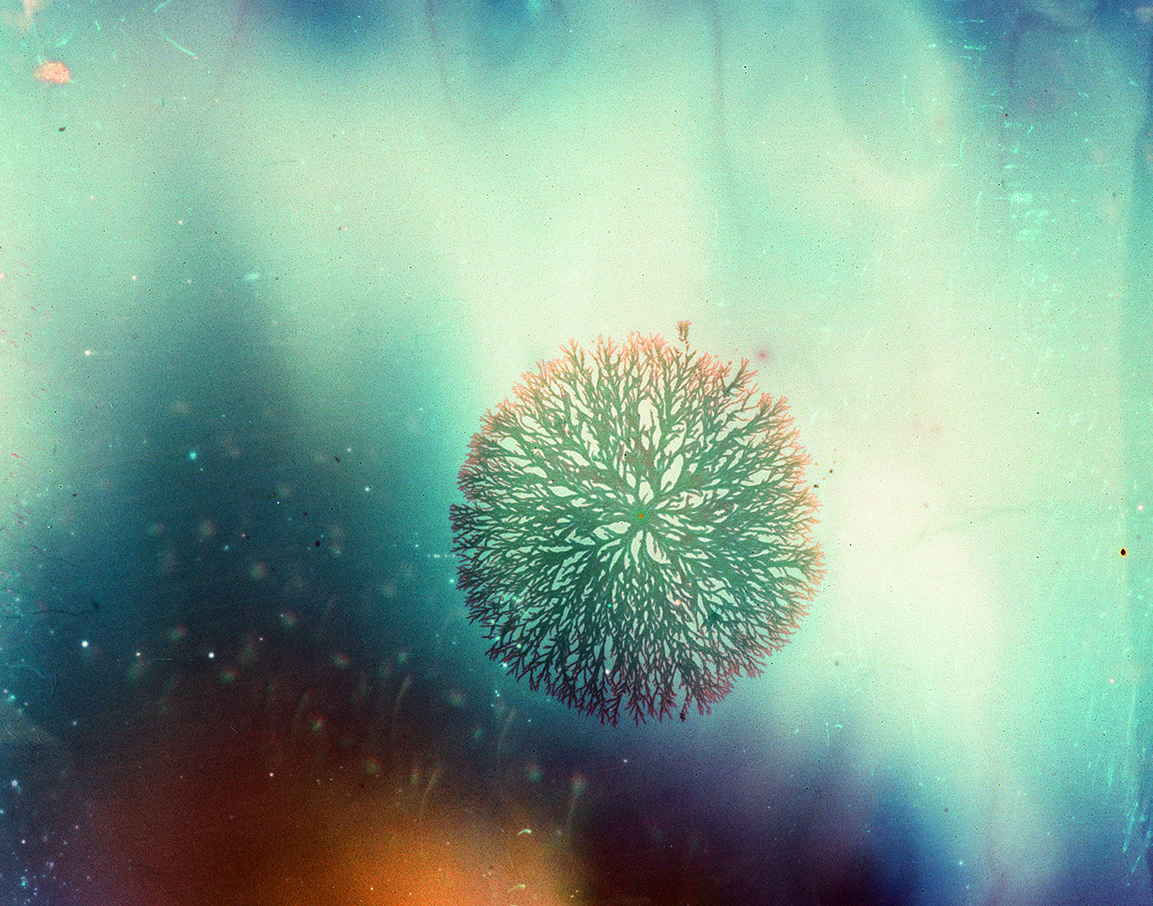 Smithcatherine Delicate Branching Specimen