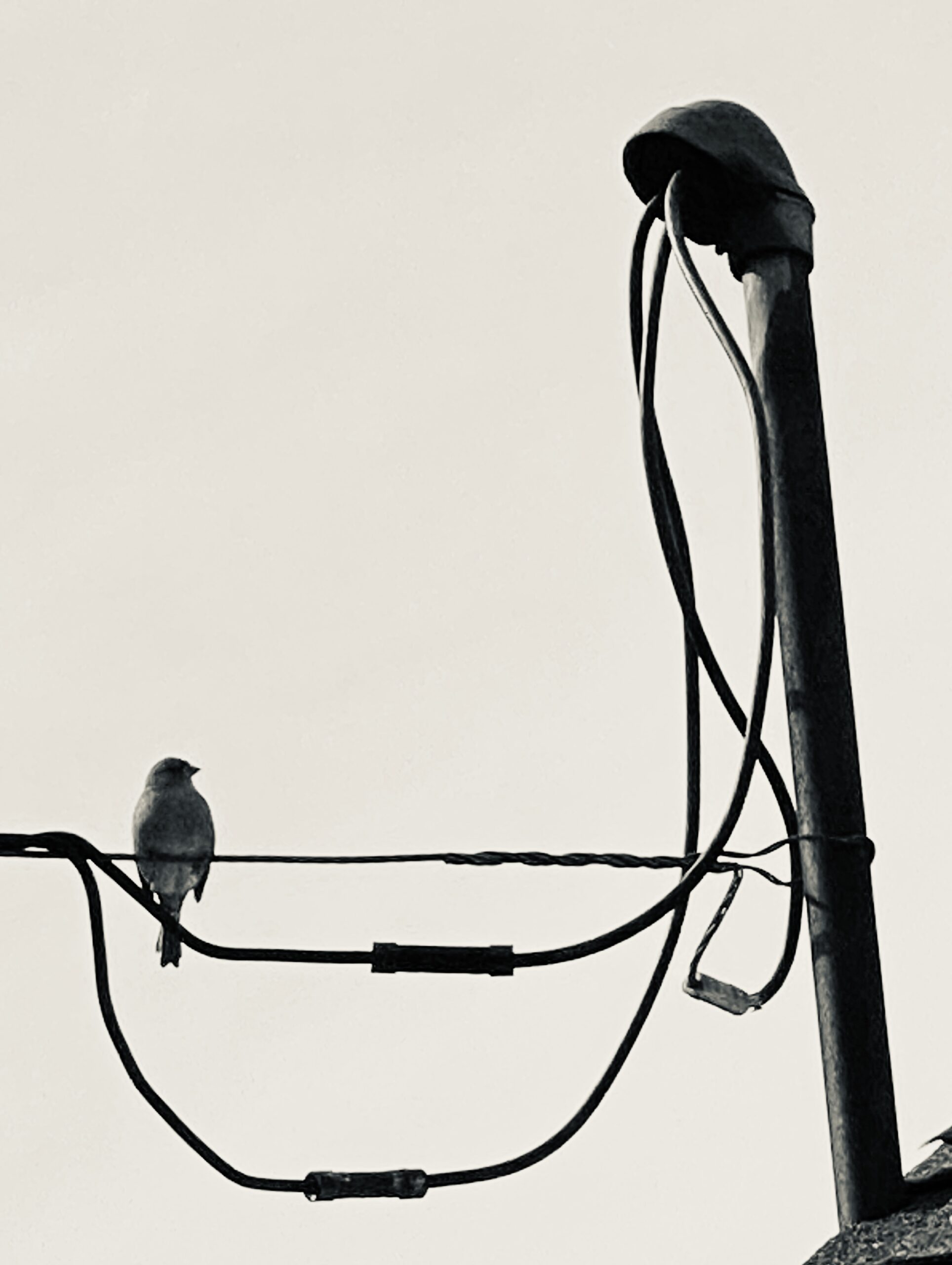 Wylobonnie Like A Bird On A Wire Scaled