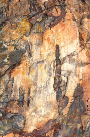 BOC-CHIDESTER - Petrified #3