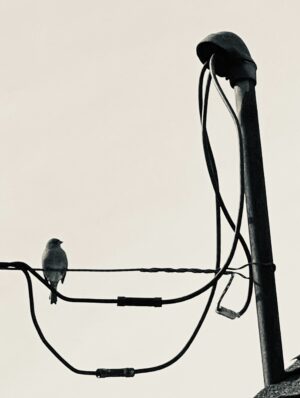 WYLO - Like a Bird on a Wire