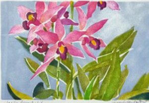 Laelia Anseps Orchid Laelia Anseps Orchid