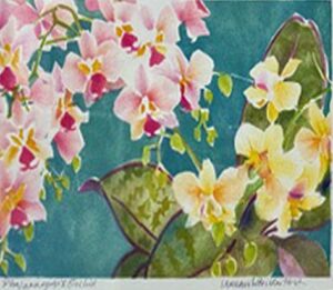 Phalaenopsis Orchid Phalaenopsis Orchid