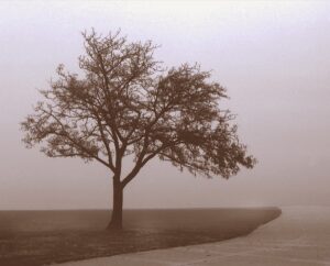Youngert - Tree In Fog Youngert - Tree in Fog 1