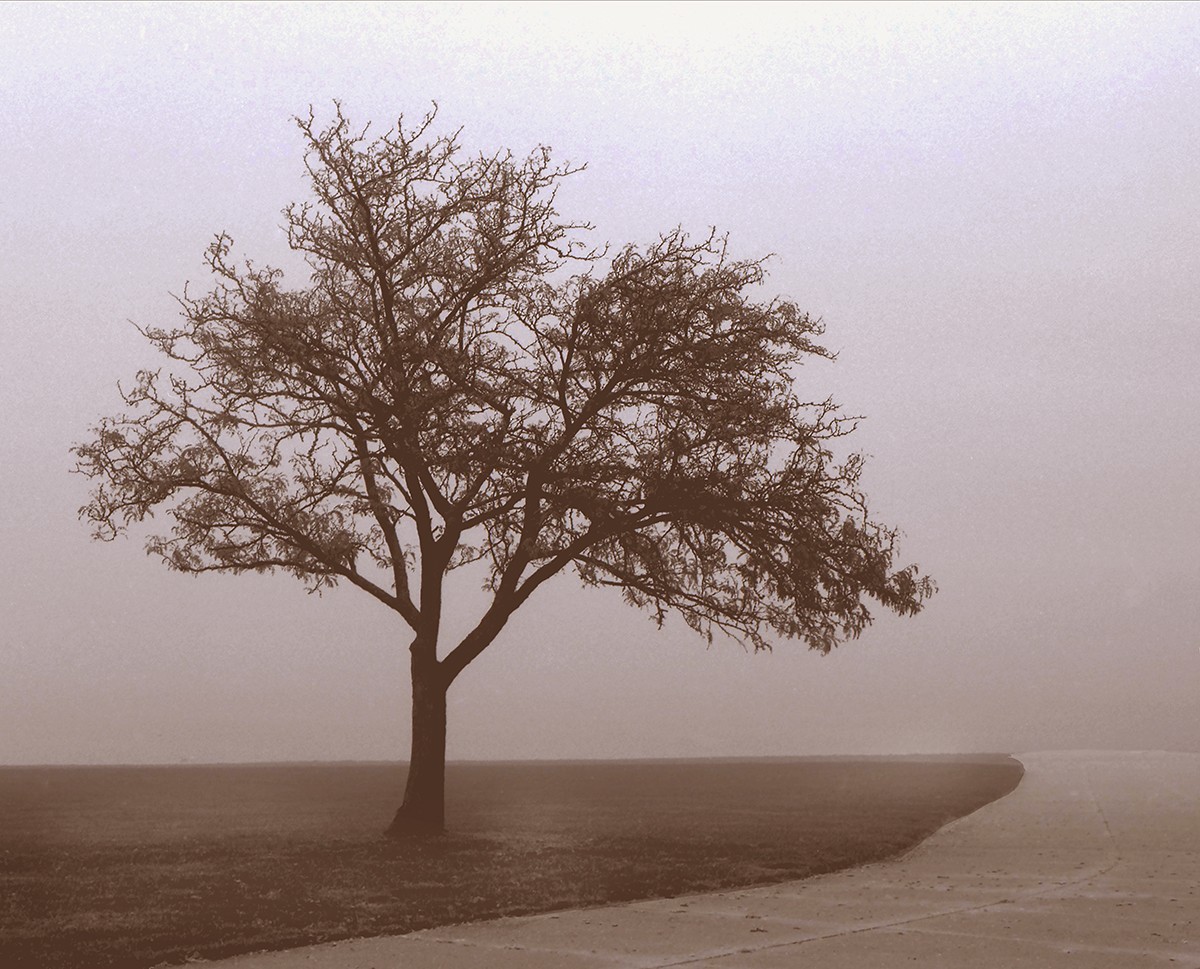 Youngert - Tree In Fog Youngert - Tree in Fog 1