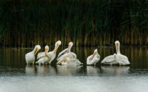 Hutcherson - White Guardians Of The Wetlands Hutcherson - White Guardians of the Wetlands