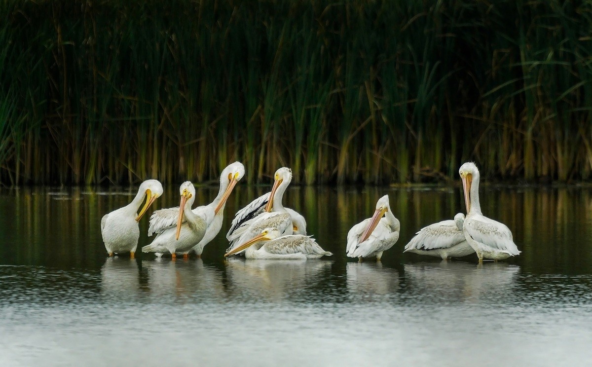 Hutcherson - White Guardians Of The Wetlands Hutcherson - White Guardians of the Wetlands