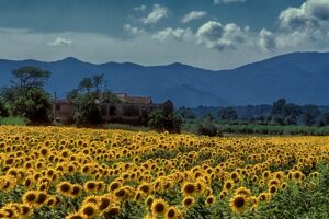 Field Of Sunflowers Field of Sunflowers