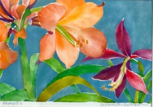 Amaryllis Amaryllis
