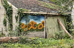Sunflower Shack / Sunflower Shack 1/25