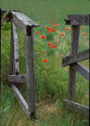 Entering A Poppy Field / Entering a Poppy Field 3/25