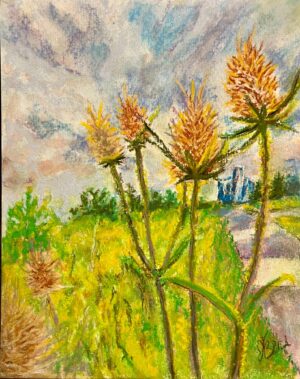 Detrot Teasel Detrot Teasel
