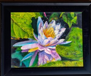 Water Lily Water Lily