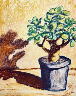 Jade Plant Jade Plant